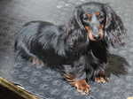 Miniature Long Haired Dachshund Breeders Near Glasgow Lanarkshire