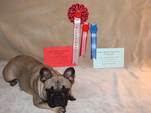 Puppy Utility Group Winner