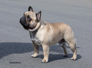 Daniello Easter Power Live - Amidale's son