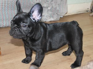 Daniello Black Pearl