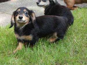 black tan boy available
