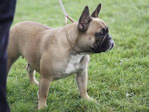 Minnie - Crufts Qualifier 2014