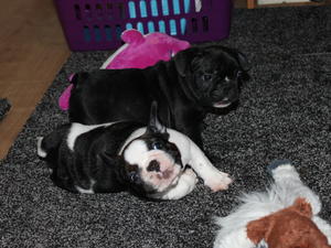 Daniello Silky Shadow for sale.