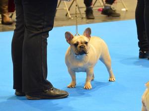 LKA CH Show