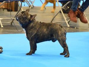 LKA CH Show