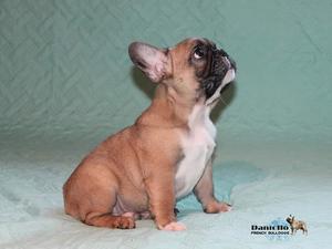 Daniello Brave Boy