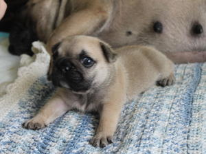 Puppy boy with mother