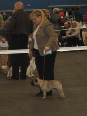 SKC CH - Yoko - Crufts 2015 qualified