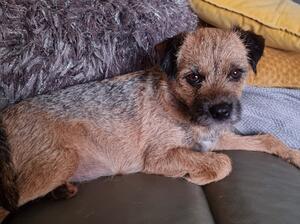 Annie with litter 2 days old