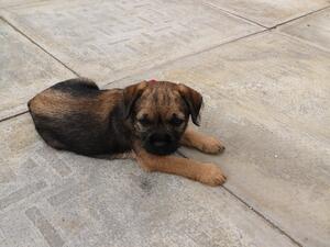 2 females from litter ages 4 days old