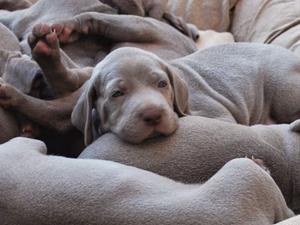 Puppies