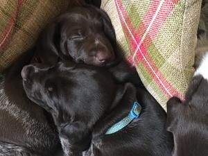 Puppy 1