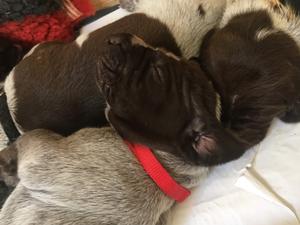 Puppies sleeping