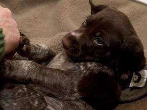 Puppy 2