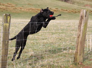 FTCH Warrenbank Monkeyson of Castlemans