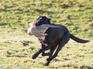 Warrenbank Monkeyson of Castlemans