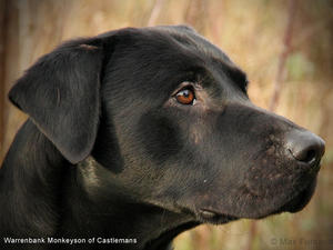 FTCH Warrenbank Monkeyson of Castlemans