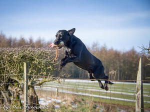 FTCH Warrenbank Monkeyson of Castlemans