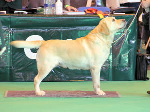 sire at Crufts this year
