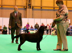 Bonnie at Crufts