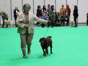 Penny Crufts 2021