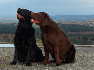 Penny and black Bonnie