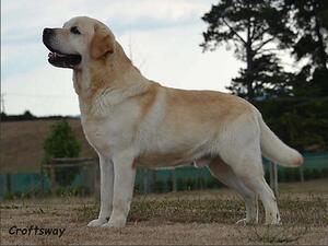 Sire Croftsway Dance With Me (New Zealand)