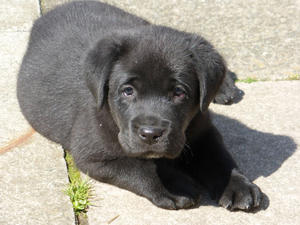 one of the puppies