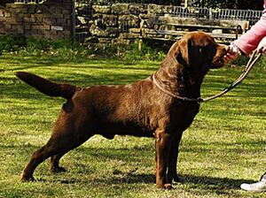 Sire
