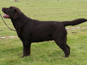 Sire - Dolwen Button Moon