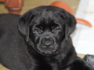 the puppy which is still available