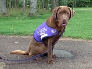 one of Hectors sons a trained Assistance dog