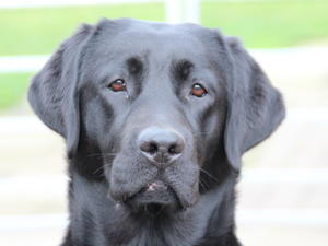 Beautiful Bonnie