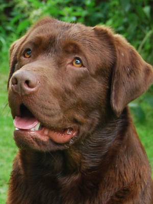 sire - Hector