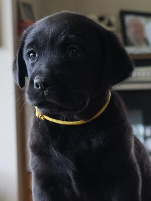 This is the bitch puppy available