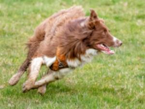 PollyVinall Cooee RedDog