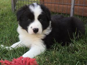 Arrow. Male looking for a very active home