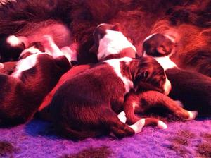 Puppies days old