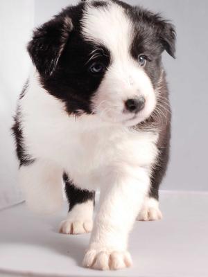 PollyVinall Mooloolaba 5 weeks old