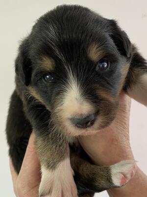 Pup 4