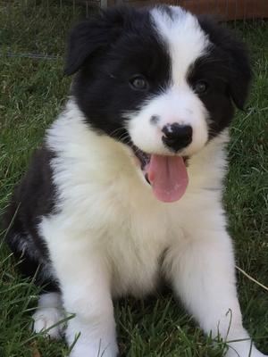 Arrow. Male looking for a very active home