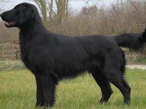 Sire Sh Ch Gloi Dubh Fingal (JW)