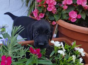 4 wks typical Flattie Gardening