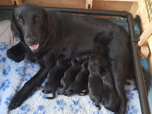 Bella with babies 1 week old