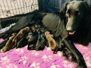 Mum and babies
