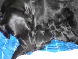 new born puppies
