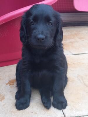 gorgeous head at 6weeks