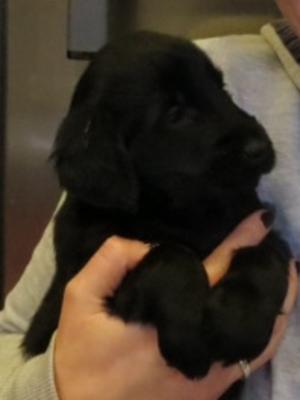 Beautiful puppy 5 wks