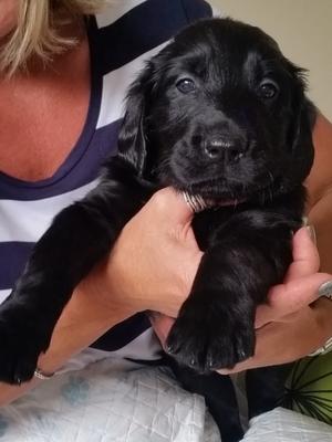 Looking for loving new homes