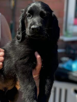 stunning lad available 2nd Aug